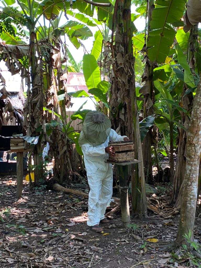 Meliponicultor abriendo un nido de abejas compressed