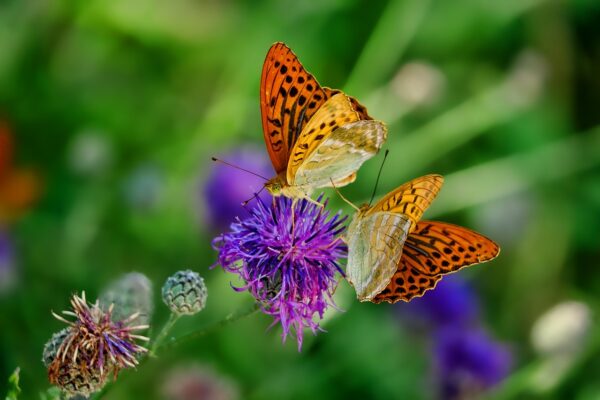 butterflies-3205038_1280