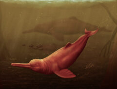 El delfín de río más grande de la historia habitó la proto- Amazonia Peruana hace 16 millones de años