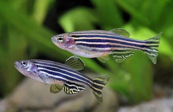 el-pez-cebra-danio-rerio-o-zebrafish-adecuado-para-acuarofilos-principiantes_pic1454ni0t6