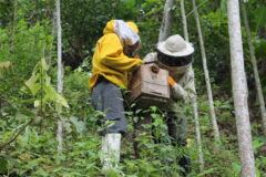 Ciencia para la protección de los insectos polinizadores en nuestro país